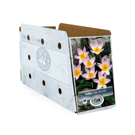 Tulipa Specialty Bakeri Lilac Wonder | Cappers 10 x 20 - image 2