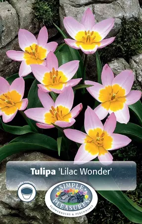Tulipa Specialty Bakeri Lilac Wonder | Cappers 10 x 20 - image 1