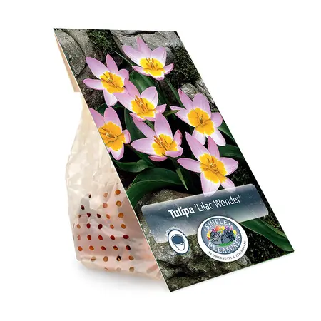 Tulipa Specialty Bakeri Lilac Wonder | Cappers 10 x 20 - image 3
