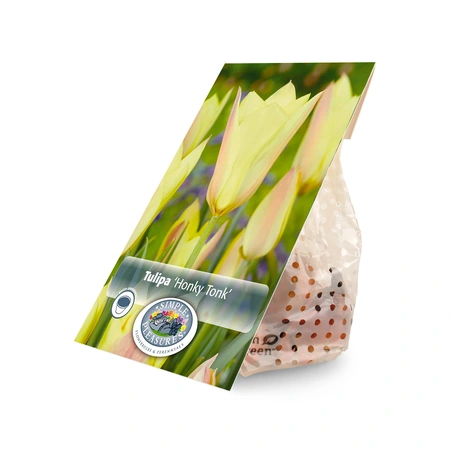 Tulipa Specialty Honky Tonk | Cappers 10 x 20 - image 3