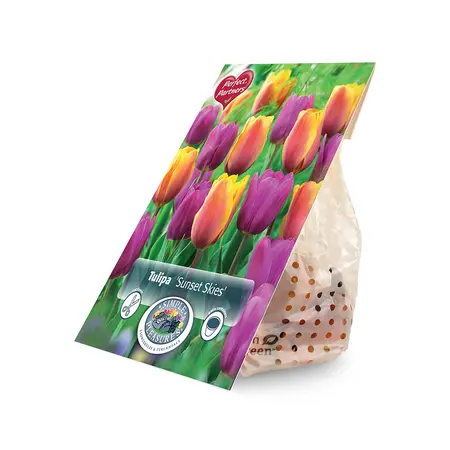 Tulipa Sunset Skies | Cappers 10 x 20 - image 2