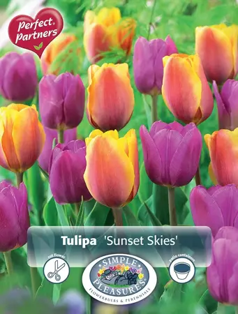 Tulipa Sunset Skies | Cappers 10 x 20 - image 1