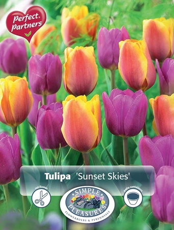 Tulipa Sunset Skies | Cappers 10 x 20 - image 3