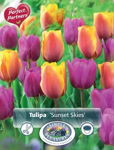 Tulipa Sunset Skies | Cappers 10 x 20 - image 3