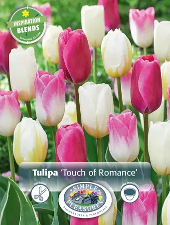 Tulipa Touch of Romance | Cappers 12 x 15 - image 1