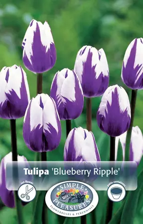 Tulipa Triumph Blueberry Ripple | 80 pce - image 1