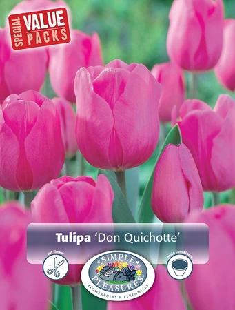 Tulipa Triumph Don Quichotte | Cappers 12 x 20 - image 3