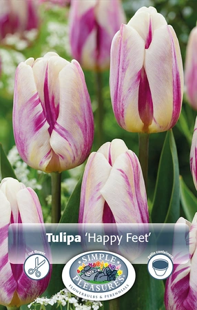Tulipa Triumph Happy Feet | Capper 20 x 5