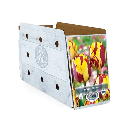 Tulipa Triumph Helmar | Cappers 5 x 20 - image 2
