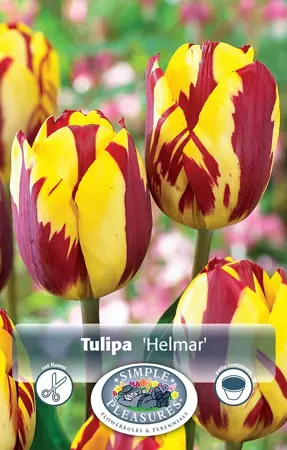 Tulipa Triumph Helmar | Cappers 5 x 20 - image 1