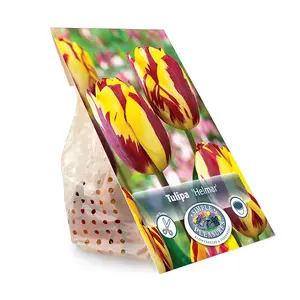 Tulipa Triumph Helmar | Cappers 5 x 20 - image 3