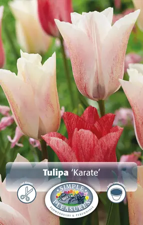 Tulipa Triumph Karate | 80 pce - image 1