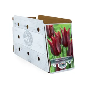 Tulipa Triumph Lasting Love | Cappers 5 x 20 - image 2