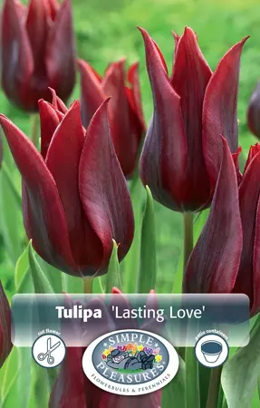 Tulipa Triumph Lasting Love | Cappers 5 x 20 - image 1