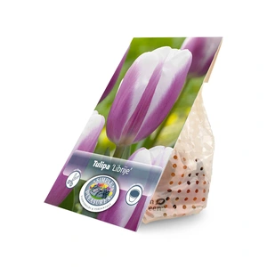 Tulipa Triumph Librije | Cappers 5 x 20 - image 2