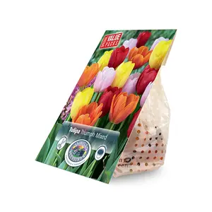 Tulipa Triumph mixed | Capper 20 x 12 - image 2