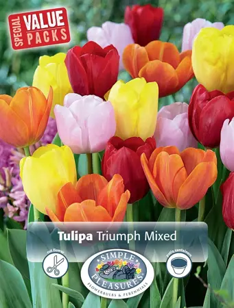 Tulipa Triumph mixed | Capper 20 x 12 - image 1