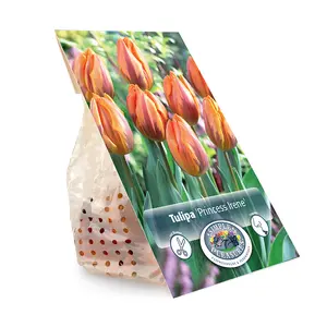 Tulipa Triumph Princess Irene | Cappers 5 x 20 - image 2