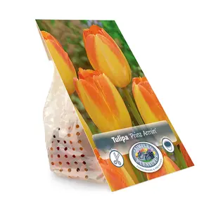 Tulipa Triumph Prinz Armin | Cappers 5 x 20 - image 3