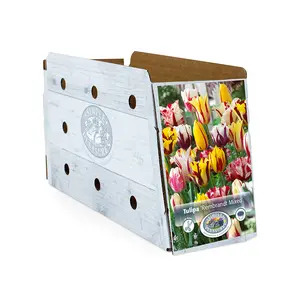Tulipa Triumph Rembrandt Mix | Cappers 5 x 20 - image 2