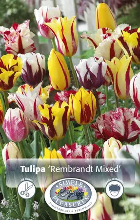 Tulipa Triumph Rembrandt Mix | Cappers 5 x 20 - image 1