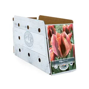 Tulipa viridiflora Artist | Capper 20 x 5 - image 2