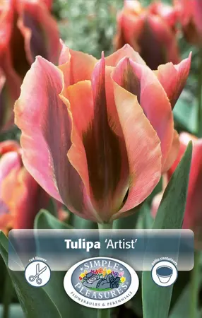 Tulipa viridiflora Artist | Capper 20 x 5 - image 1
