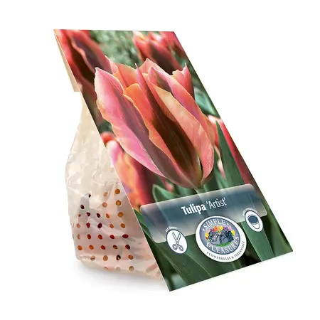 Tulipa viridiflora Artist | Capper 20 x 5 - image 3