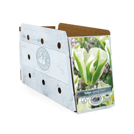 Tulipa viridiflora Spring Green | Cappers 5 x 20 - image 2