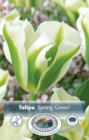 Tulipa viridiflora Spring Green | Cappers 5 x 20 - image 1