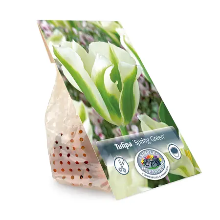 Tulipa viridiflora Spring Green | Cappers 5 x 20 - image 3