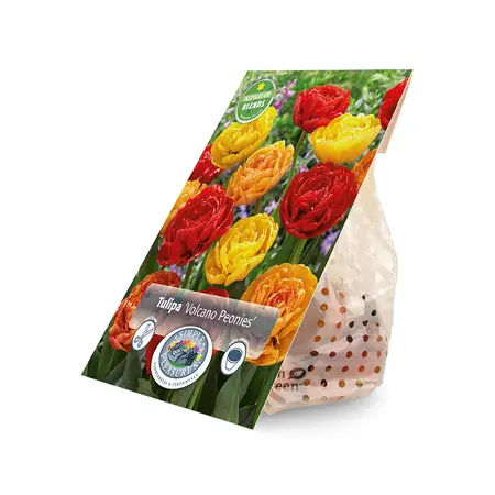 Tulipa Volcano Peonies | Cappers 12 x 15 - image 2