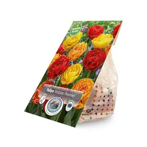 Tulipa Volcano Peonies | Cappers 12 x 15 - image 2