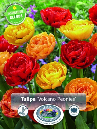 Tulipa Volcano Peonies | Cappers 12 x 15 - image 3