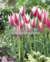 Tulip Specialty