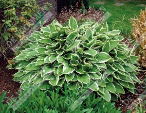 Hosta Albomarginata | 400 pce