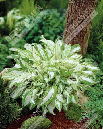 Hosta Mediovariegata | 400 pce