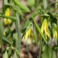 Uvularia