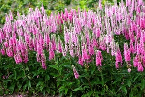 Veronica Pink Marshmallow PBR | 25 pce