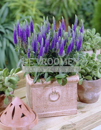 Veronica Ulster Dwarf Blue | 250 pce