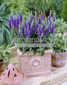 Veronica Ulster Dwarf Blue | 25 pce