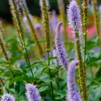 Veronicastrum