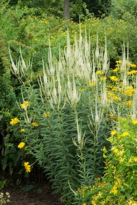 Veronicastrum Album | 25 pce