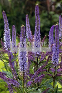 Veronicastrum Cupid | 25 pce