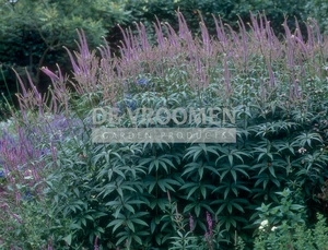Veronicastrum Fascination | 200 pce